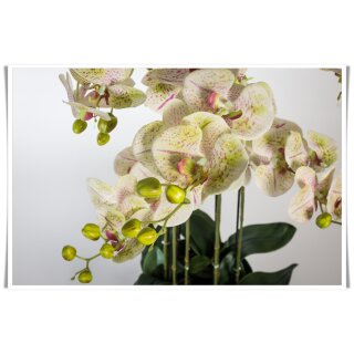 Orchideen Weiß Dekoration