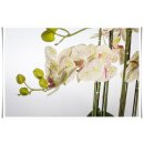 Orchideen Weiß Dekoration